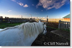 Horse in corral at dusk